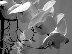 Nature's Persona - Flora Series - Susan Searway Art & Design © 2013